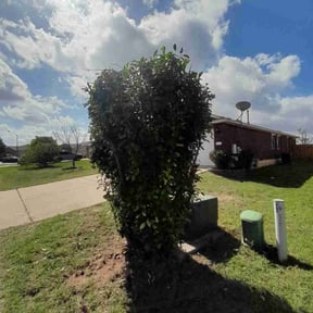Bush Trimming by Clarks lawn care reviewed on August 15, 2025