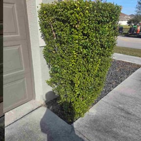 Bush Trimming by LEL landscape reviewed on November 20, 2025