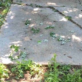 Leaf Removal by CahilSama LLC reviewed on June 30, 2026