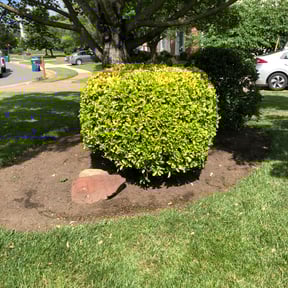 Flower Bed Weeding by Willie Lawn Care and More LLC reviewed on August 16, 2025
