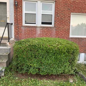 Bush Trimming by Meridian Management Group LLC reviewed on August 15, 2025