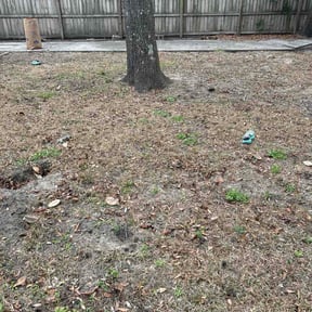 Leaf Removal by Lonestar landscape design DFW reviewed on July 24, 2026
