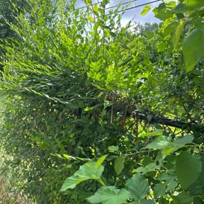 Bush Trimming by Green cuts lawn service reviewed on August 16, 2025