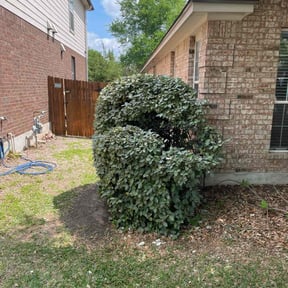 Bush Trimming by Select Cuts Premium Lawn Care reviewed on August 15, 2025