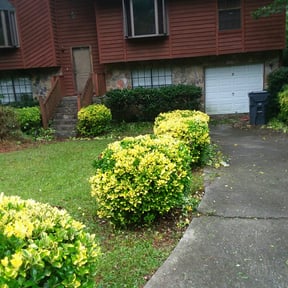 Bush Trimming by Gardens Of eDen lawn service reviewed on April 22, 2024