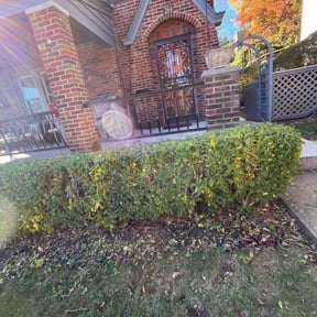 Bush Trimming by JMN Lawn reviewed on November 22, 2025