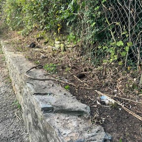 Leaf Removal by Tropicare Landscape and Maintenance reviewed on September 16, 2025