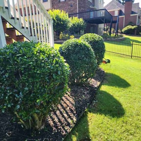 Bush Trimming by Salvador Gonzalez reviewed on August 5, 2026