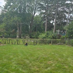 Bush Trimming by Diamond Cut Property Management LLC reviewed on August 5, 2026