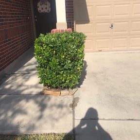 Bush Trimming by High Standards reviewed on August 16, 2025