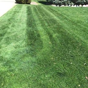 yard service by Cutting Under Pressure reviewed on August 19, 2025