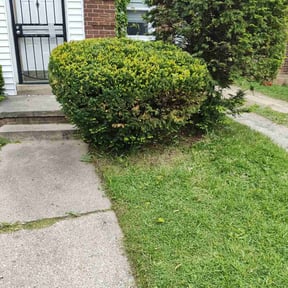 Bush Trimming by D. Nelsons Lawn Care, LLC reviewed on August 16, 2025
