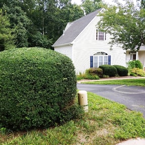 Bush Trimming by W&C Lawncare, co reviewed on August 19, 2025