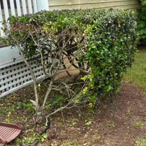 Bush Trimming by Schuetz Landscaping Services reviewed on August 18, 2025