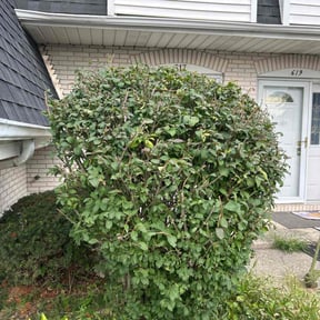 Bush Trimming by Cobb Lawn Care reviewed on October 21, 2025