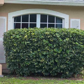 Bush Trimming by Go Green Electric Lawncare reviewed on October 21, 2025