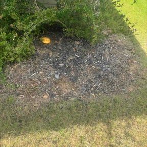 Flower Bed Weeding by Cleancut Landscaping reviewed on June 15, 2026