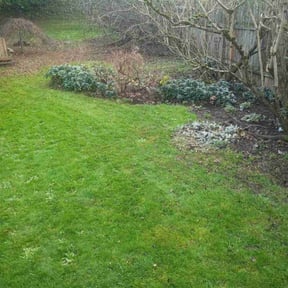 Leaf Removal by BlueStar Landscaping LLC reviewed on December 18, 2025