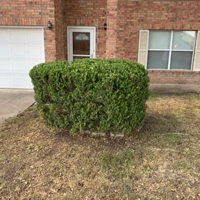 Bush Trimming by Skillz all lawn care services reviewed on August 18, 2025