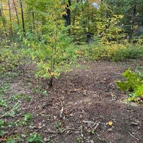 Leaf Removal by Donkey Lawn Services reviewed on October 22, 2025