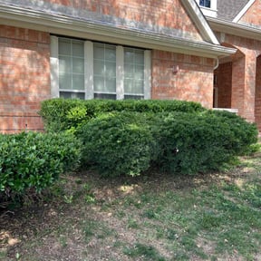 Bush Trimming by Brandonsanders reviewed on August 15, 2025