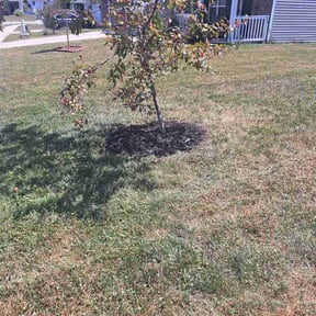 Flower Bed Weeding by Walter Vera reviewed on July 22, 2026