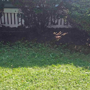 Leaf Removal by MVP Lawn &amp; Landscaping reviewed on July 31, 2026