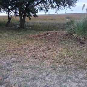 Bush Trimming by Cornhuskerxleaning and More LLC reviewed on October 4, 2024