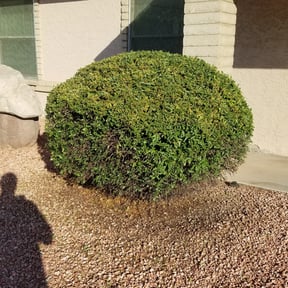 Bush Trimming by Cabrera Landscaping reviewed on August 18, 2025