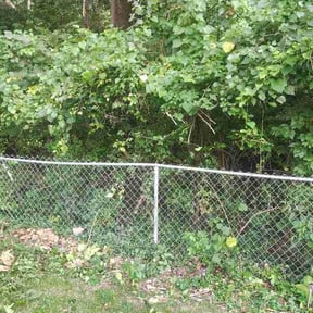 Bush Trimming by Kiss My Grass LLC reviewed on September 1, 2026