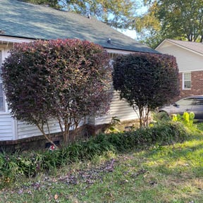 Bush Trimming by 3B Landscaping. reviewed on November 23, 2025