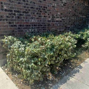 Bush Trimming by Tipi landscaping reviewed on November 7, 2025