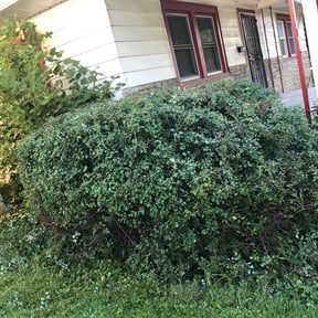 Bush Trimming by Verified Business Services LLC reviewed on October 19, 2023