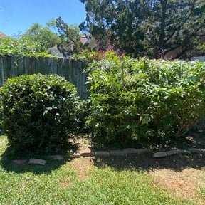 Bush Trimming by Finish Line Services reviewed on May 23, 2026