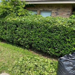 Bush Trimming by Nicks 20/20 lawn care reviewed on August 17, 2025