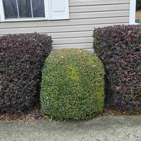 Bush Trimming by Lion's Heart Lawn Care reviewed on November 23, 2025