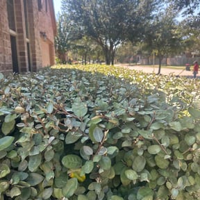 Bush Trimming by JG&amp;J landscaping LLC reviewed on October 20, 2025