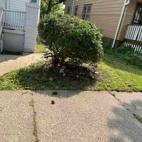 Bush Trimming by Does It All Contracting reviewed on December 9, 2025