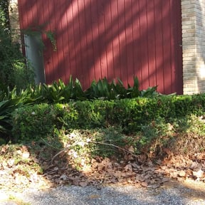 Bush Trimming by Mr Bodeine Lawn Services reviewed on August 17, 2025
