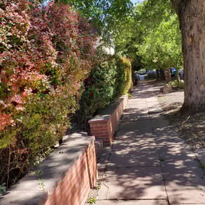 Bush Trimming by SRH Lawn and Shrubs reviewed on August 14, 2025