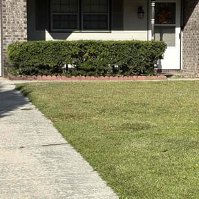 Bush Trimming by Contreras Outdoors reviewed on June 16, 2026