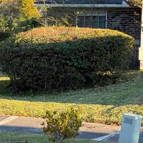 Bush Trimming by Dayaris Landscaping &amp;  Pressure Washing LLC reviewed on November 20, 2025