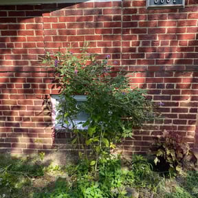 Bush Trimming by FRL Landscaping reviewed on August 18, 2025