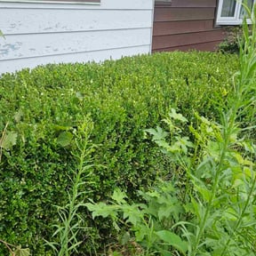 Bush Trimming by BG&#039;s Lawn Service reviewed on October 18, 2025