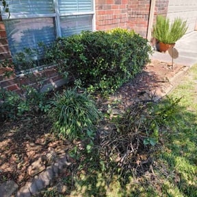Bush Trimming by E&C landscape and Tree Service reviewed on August 21, 2025