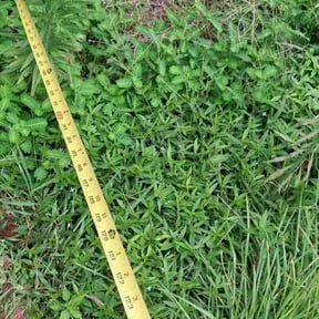 Flower Bed Weeding by TrueCut Lawn Co. reviewed on July 21, 2026