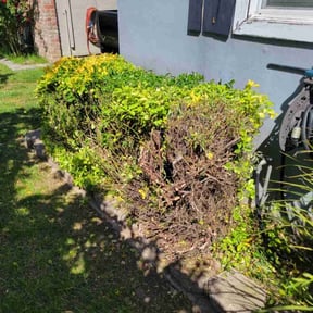 Bush Trimming by Clauss Property Maintenance reviewed on August 21, 2025