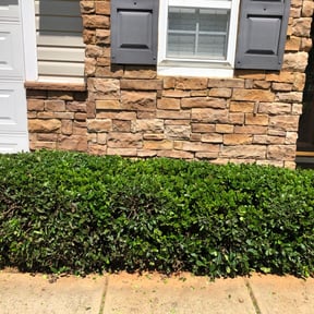 Bush Trimming by Parker Landscape & Maintenance reviewed on August 19, 2025