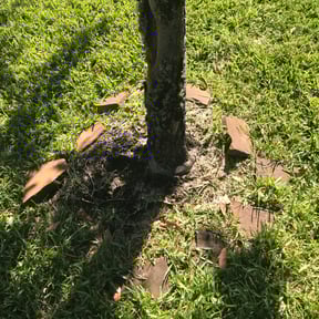 Flower Bed Weeding by A Cut Above Lawn & Landscaping reviewed on August 13, 2025