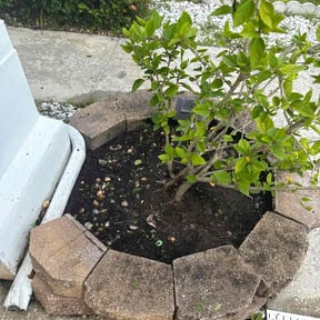 Bush Trimming by Stans lawn care reviewed on October 23, 2025